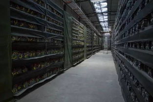 An advanced mining rig setup, showcasing high-performance ASICs ready for cryptocurrency extraction